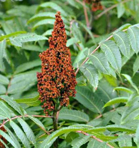 Foraged Flavor: Wild Sumac